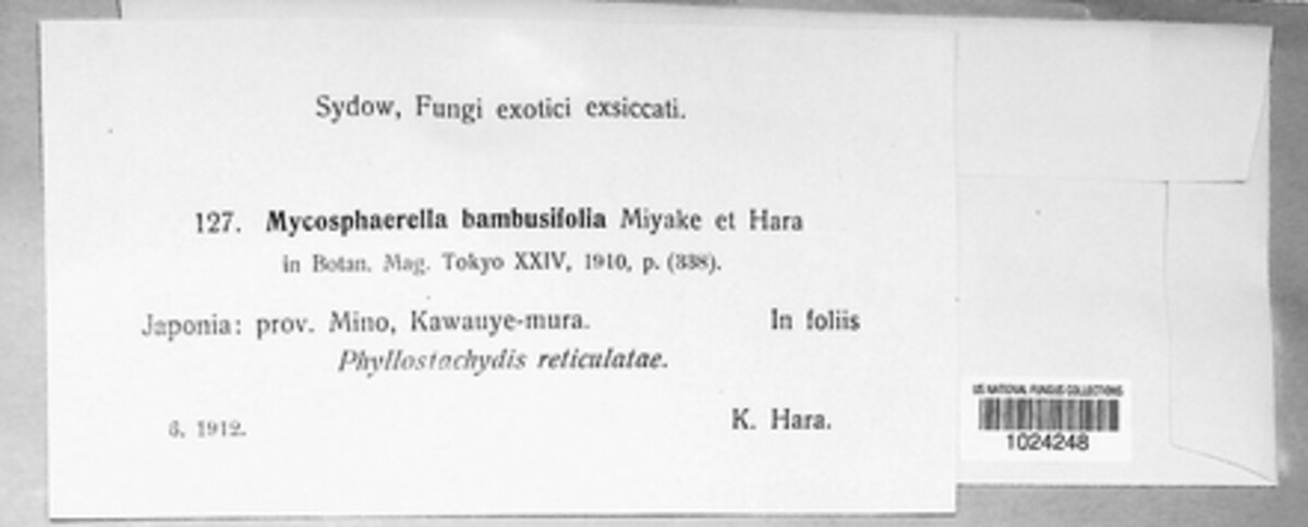 Mycosphaerella bambusifolia image